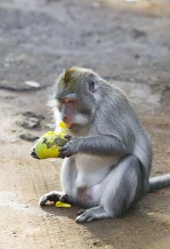 Long-tailed macaque Stock Photos
