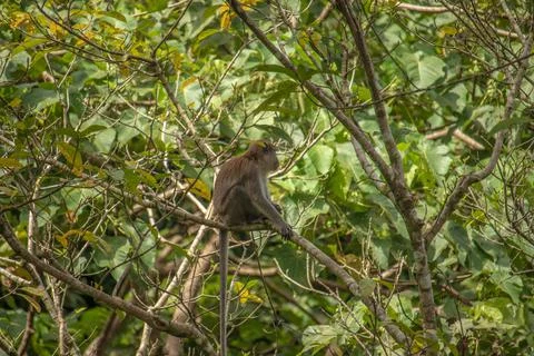 Long tailed macaque Stock Photos