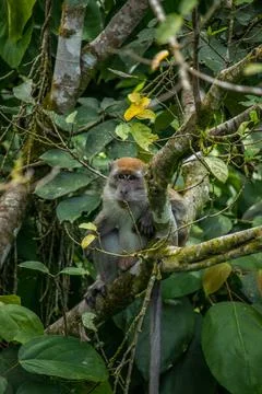Long tailed macaque Stock Photos