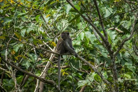 Long tailed macaque Stock Photos