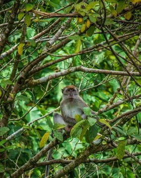 Long tailed macaque Stock Photos