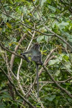 Long tailed macaque Stock Photos