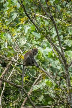 Long tailed macaque Stock Photos