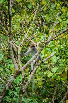 Long tailed macaque Stock Photos