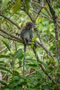 Long tailed macaque Stock Photos