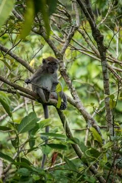 Long tailed macaque Stock Photos