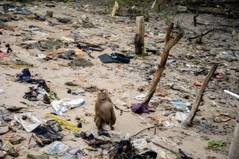 Long Tailed Macaque in Polluted Mangrove Habitat Krabi Stock Photos