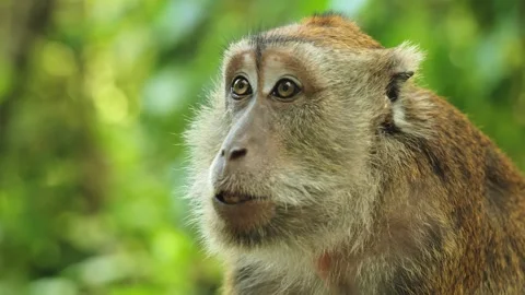 Long Tailed Macaque Portrait - Curious Wildlife In Oslob Cebu Philippines Stock Footage 345274035