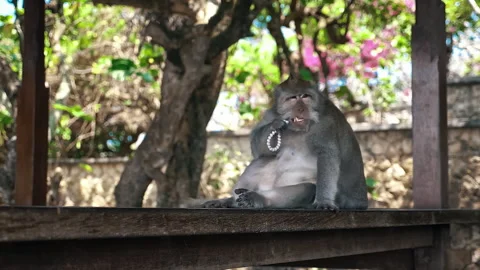 Long-tailed Macaque Primates Grooming In Their Sanctuary In Sacred Monkey Forest Stock Footage 294657233