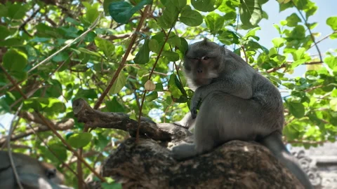 Long-tailed Macaque Primates Grooming In Their Sanctuary In Sacred Monkey Forest Stock Footage 294657279