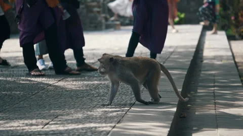 Long-tailed Macaque Primates Grooming In Their Sanctuary In Sacred Monkey Forest Video stock 294657334