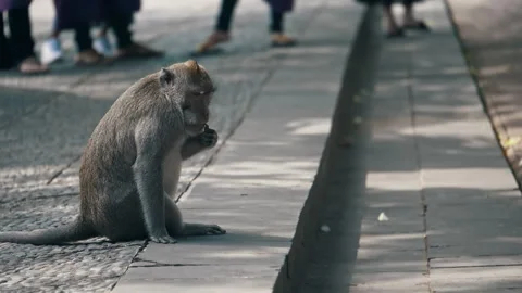 Long-tailed Macaque Primates Grooming In Their Sanctuary In Sacred Monkey Forest Stock Footage 294657342