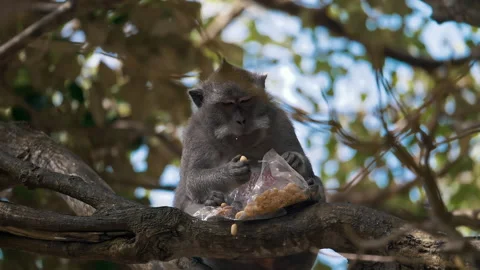 Long-tailed Macaque Primates Grooming In Their Sanctuary In Sacred Monkey Forest Video stock 294657650