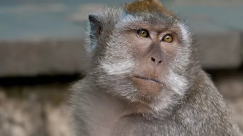 Long-tailed Macaque Primates Grooming In Their Sanctuary In Sacred Monkey Forest Stock Footage 294657745