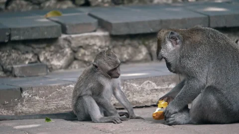 Long-tailed Macaque Primates Grooming In Their Sanctuary In Sacred Monkey Forest Stock Footage 294657758