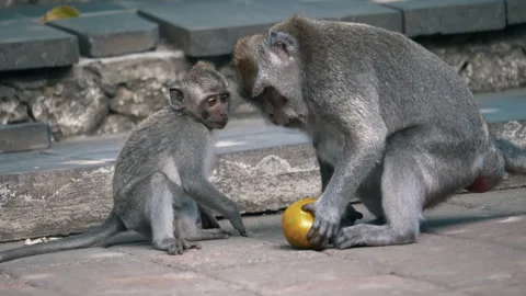 Long-tailed Macaque Primates Grooming In Their Sanctuary In Sacred Monkey Forest Stock Footage 294657797