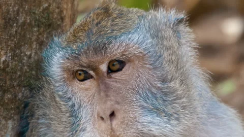 Long-tailed Macaque Primates Grooming In Their Sanctuary In Sacred Monkey Forest Stock Footage 294657842