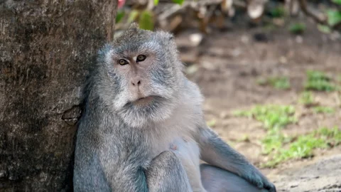 Long-tailed Macaque Primates Grooming In Their Sanctuary In Sacred Monkey Forest Stock Footage 294658100