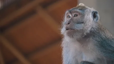 Long-tailed Macaque Primates Grooming In Their Sanctuary In Sacred Monkey Forest Stock Footage 294659305