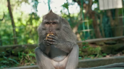 Long-tailed Macaque Primates Grooming In Their Sanctuary In Sacred Monkey Forest Stock Footage 294659315
