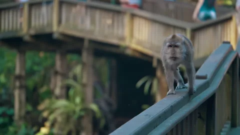 Long-tailed Macaque Primates Grooming In Their Sanctuary In Sacred Monkey Forest Stock Footage 294659343