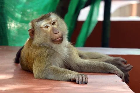 Long-Tailed Macaque Resting at Monkey Hill in Phuket, Thailand Stockfoto's
