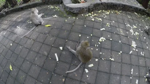 Long-tailed macaque in Sacred Monkey Forest, Ubud, Indonesia Video stock 74152760