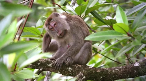 Long-tailed Macaque scratches an itch, cleans &amp; grooms in the jungles of Borneo. Stock Footage 32548334