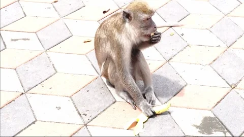 A long-tailed macaque sits on patterned pavement eating a piece of fruit Stock Footage 345180772