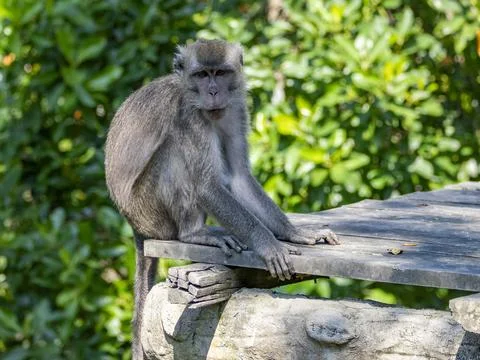 Long-tailed macaque sits on a platform in Labuk Bay Proboscis Monkey Sanctuary Stock Photos
