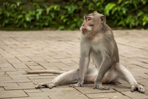 A long-tailed macaque is sitting on a footpath in the Ubud Monkey Forest. Foto stock