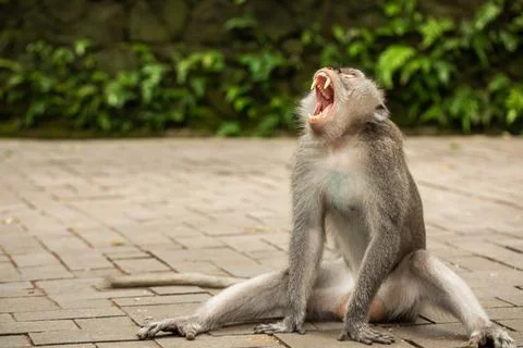 A long-tailed macaque is sitting on a footpath in the Ubud Monkey Forest. Stock-Fotos