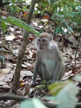 Long-tailed macaque sitting on forest floor in Bukit Lawang Indonesia Foto stock