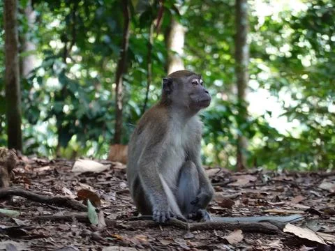 Long-tailed Macaque Sitting on Forest Floor in Bukit Lawang Indonesia 스톡 사진