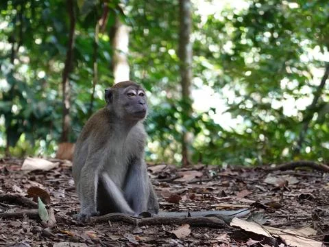 Long-tailed Macaque Sitting on Forest Floor in Bukit Lawang Indonesia Foto stock