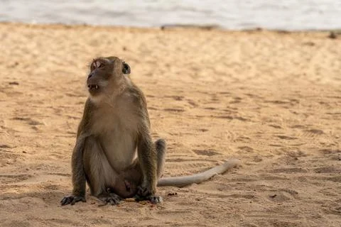 Long tailed macaque sitting on sandy tropical beach Fotos Stock