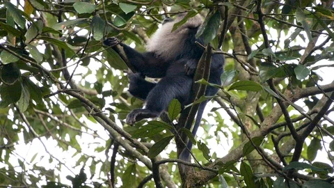 A long tailed macaque sitting on a tree. - Slow motion 動画素材 118131185