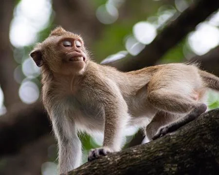 Long tailed macaque smiling Stock Photos