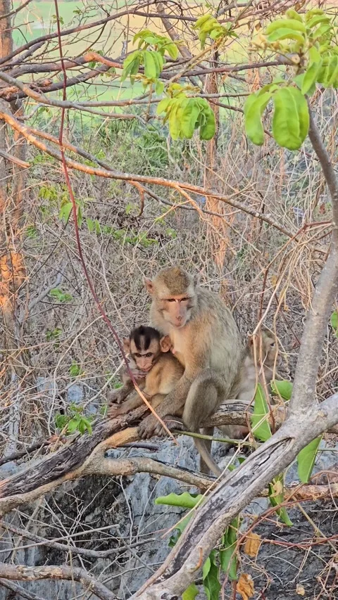 Long-tailed Macaque on tree in forest. Stock-Footage 332233841