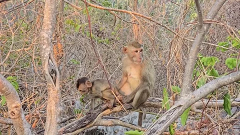 Long-tailed Macaque on tree in forest. Video stock 332233864
