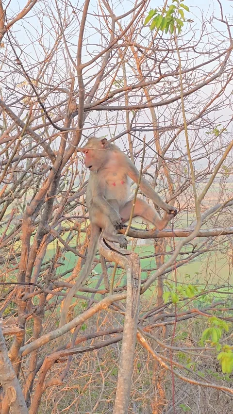 Long-tailed Macaque on tree in forest. 스톡 동영상 332233875