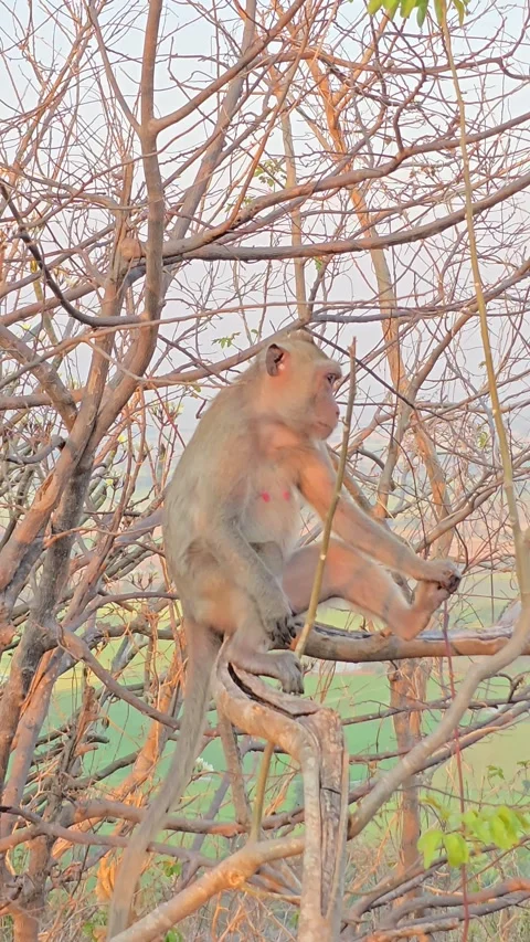 Long-tailed Macaque on tree in forest. Stock Footage 332233892