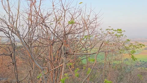 Long-tailed Macaque on tree in forest. Video stock 332233911