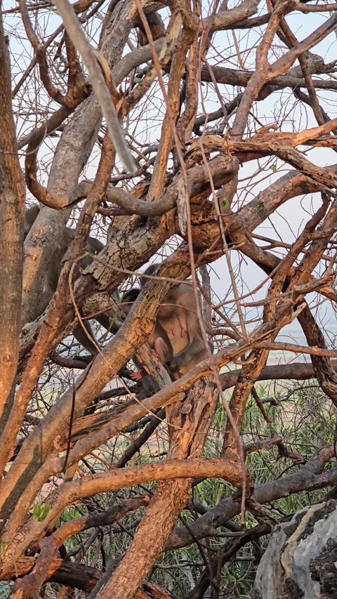 Long-tailed Macaque on tree in forest. Stock-Footage 332233917