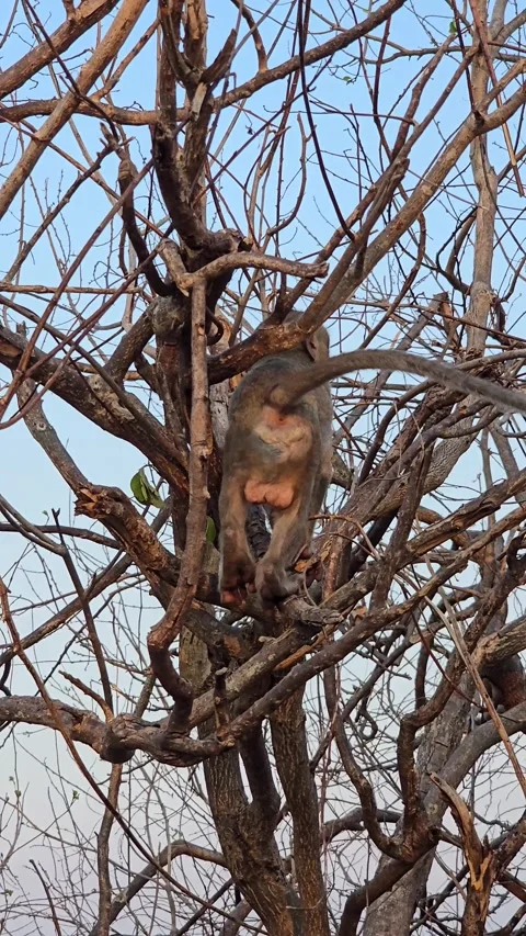 Long-tailed Macaque on tree in forest. Stock Footage 332233929