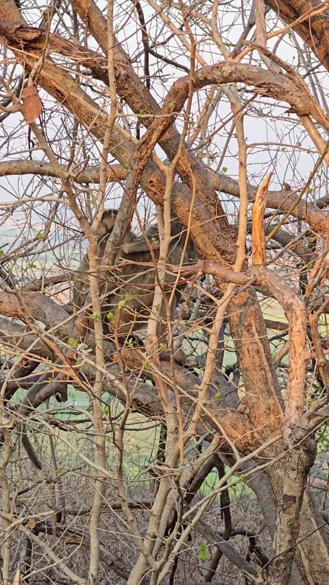 Long-tailed Macaque on tree in forest. 動画素材 332233943