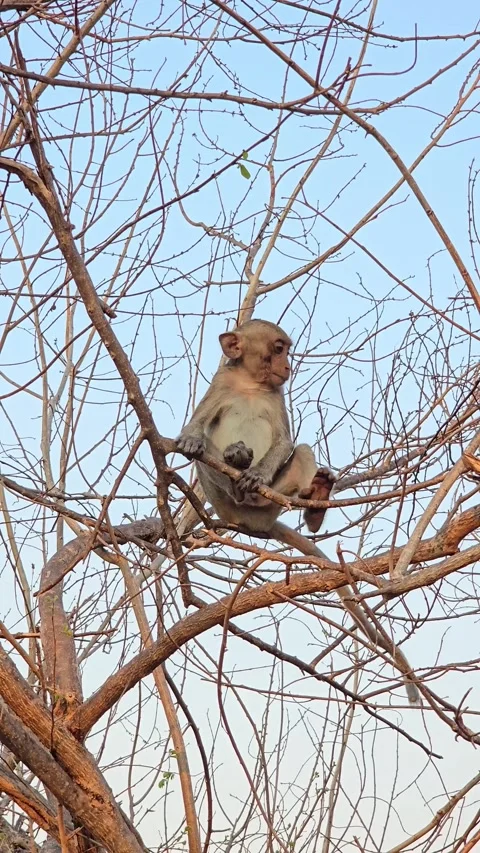 Long-tailed Macaque on tree in forest. 動画素材 332233952