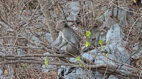 Long-tailed Macaque on tree in forest. Stock Footage 332233959