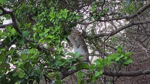 Long-tailed Macaque on tree in forest. Video stock 332233967