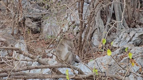 Long-tailed Macaque on tree in forest. Stock Footage 332233968